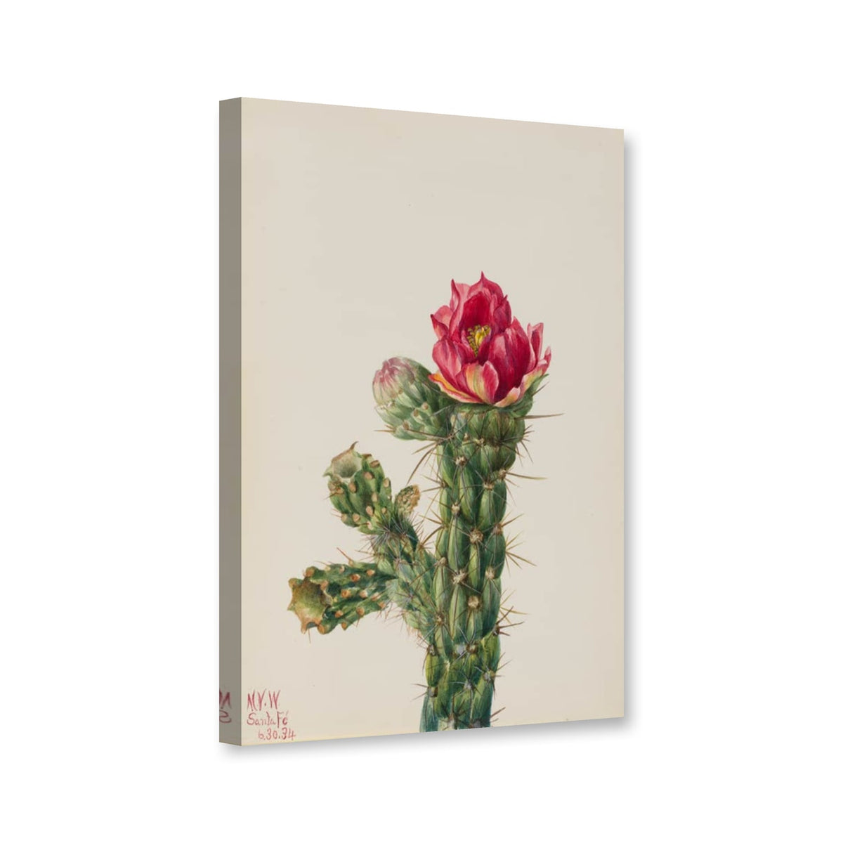 Wanderstock-Cholla (Opuntia imbricata) von Mary Vaux Walcott als Leinwand – Perspektivansicht