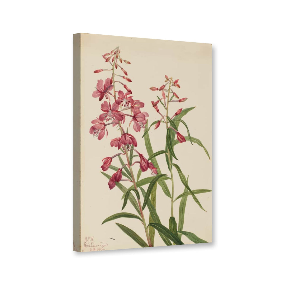 Weidenröschen aus Red Deer Camp (Epilobium angustifolium) von Mary Vaux Walcott als Leinwand – Perspektivansicht