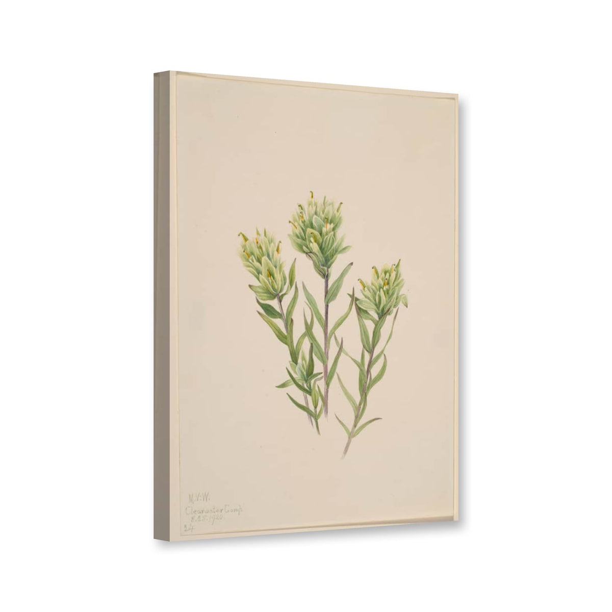Weißer Indianerpinsel (Castilleja occidentalis) von Mary Vaux Walcott als Leinwand – Perspektivansicht