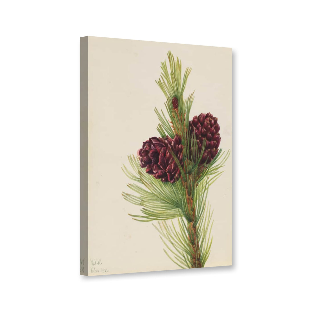 Weißstämmige Kiefer, zwei dunkelrote Zapfen (Pinus albicaulis) von Mary Vaux Walcott als Leinwand – Perspektivansicht