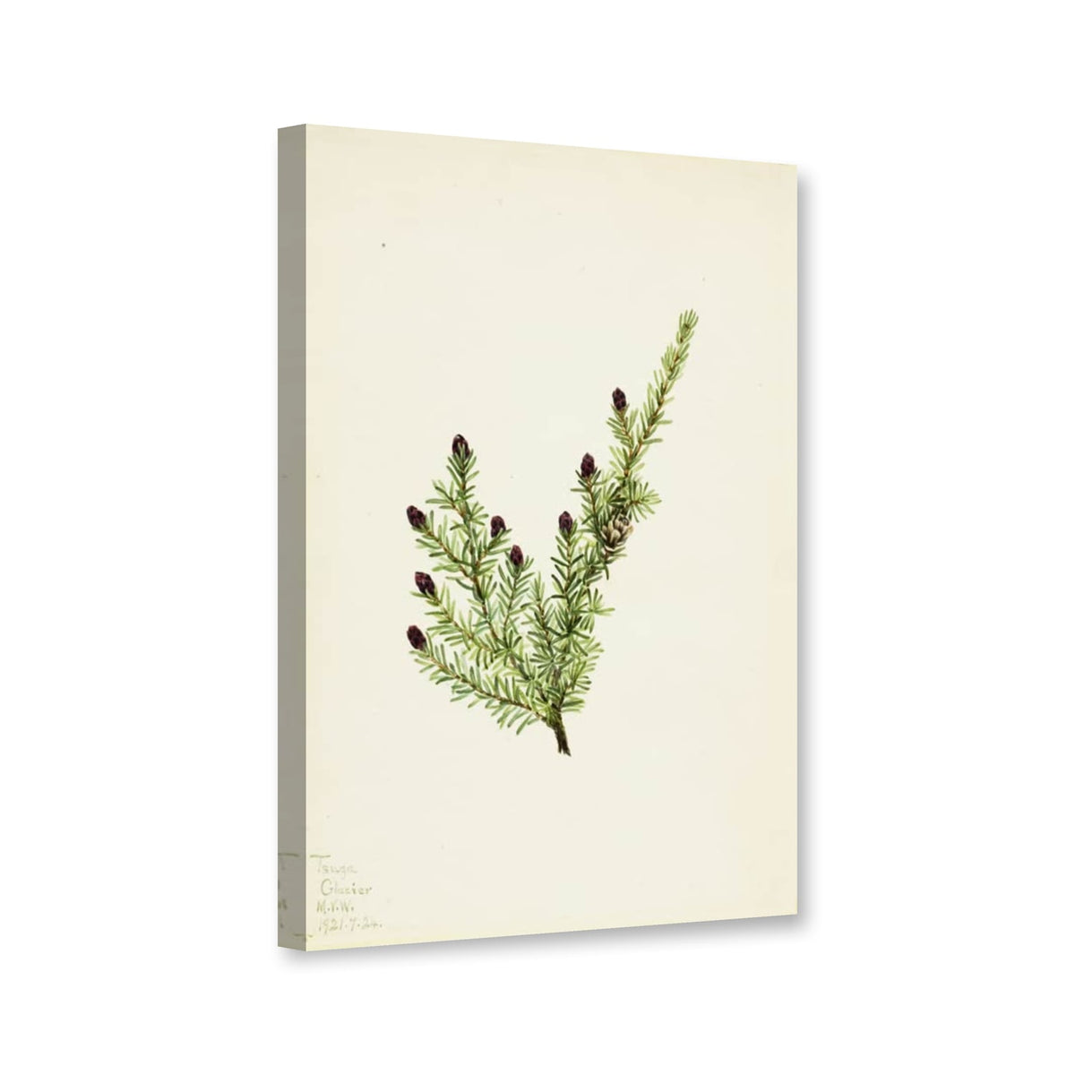 Westamerikanische Hemlocktanne, Zweig mit dunklen Zapfen (Tsuga heterophylla) von Mary Vaux Walcott als Leinwand – Perspektivansicht