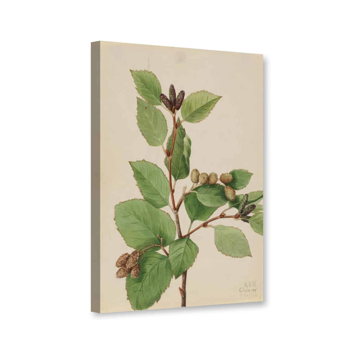 Westliche Grünerle (Alnus sinuata) von Mary Vaux Walcott als Leinwand – Perspektivansicht