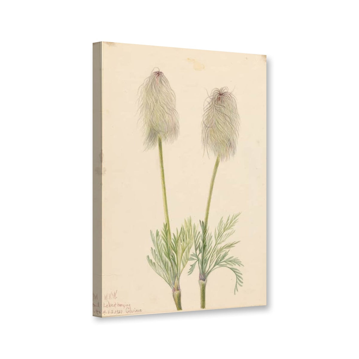 Westliche Küchenschelle, Fruchtstände 1923 (Pulsatilla occidentalis) von Mary Vaux Walcott als Leinwand – Perspektivansicht