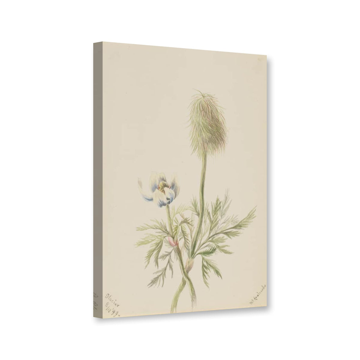 Westliche Küchenschelle (Pulsatilla occidentalis) von Mary Vaux Walcott als Leinwand – Perspektivansicht
