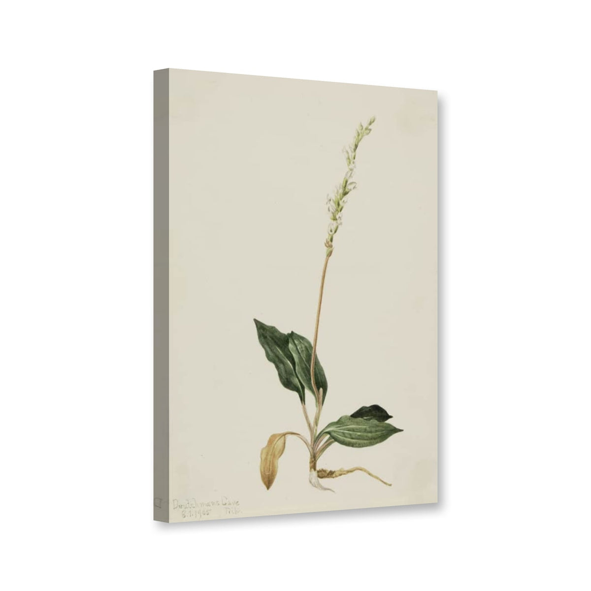 Westliches Netzblatt (Peranium decipiens) von Mary Vaux Walcott als Leinwand – Perspektivansicht