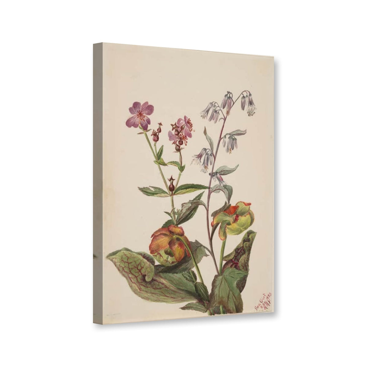 Wiesenschönheit, Hasenlattich und Schlauchpflanze (Rhexia virginica, Nabalus albus, Sarracenia purpurea) von Mary Vaux Walcott als Leinwand – Perspektivansicht