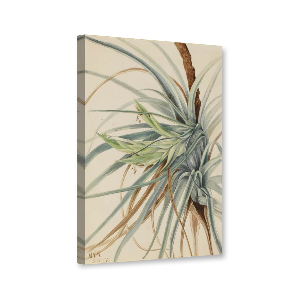 Wildananas, 1921 (Tillandsia fasciculata) von Mary Vaux Walcott als Leinwand – Perspektivansicht