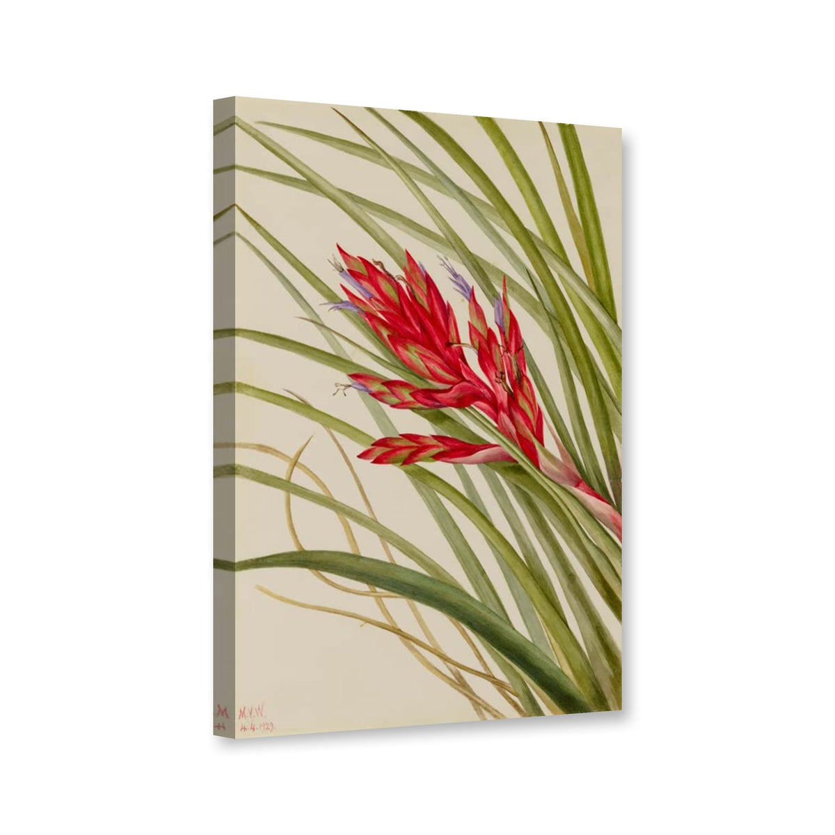 Wildananas, 1929 (Tillandsia fasciculata) von Mary Vaux Walcott als Leinwand – Perspektivansicht