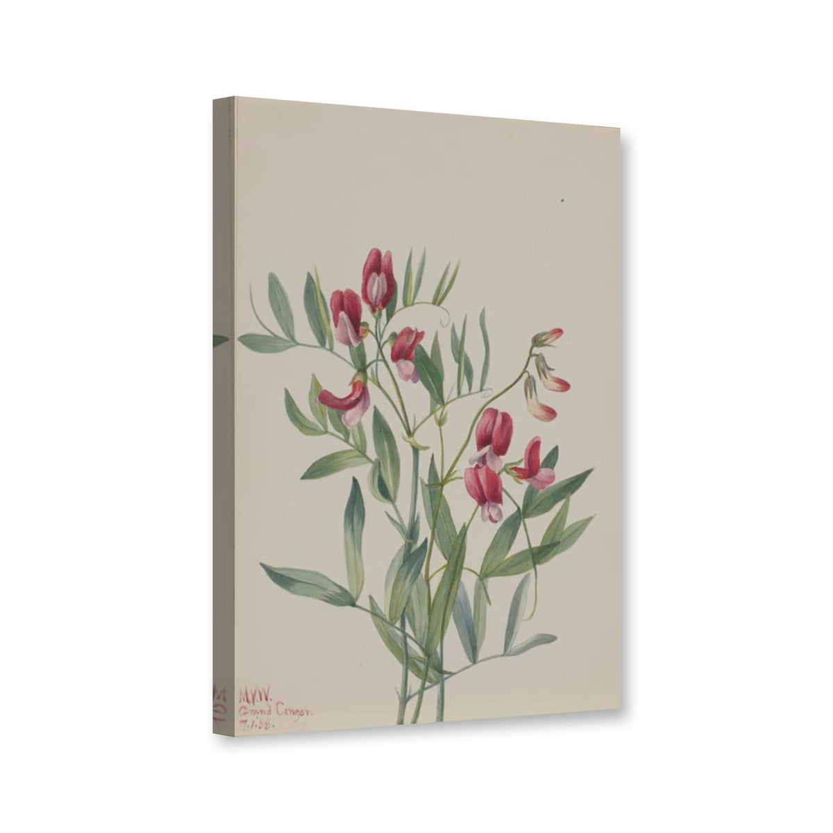 Wilde Platterbse (Lathyrus decaphyllus) von Mary Vaux Walcott als Leinwand – Perspektivansicht