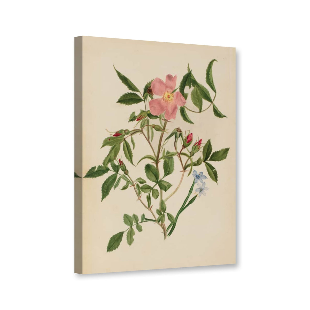 Wildrose und Grasschwertel (Rosa species und Sisyrinchium species) von Mary Vaux Walcott als Leinwand – Perspektivansicht
