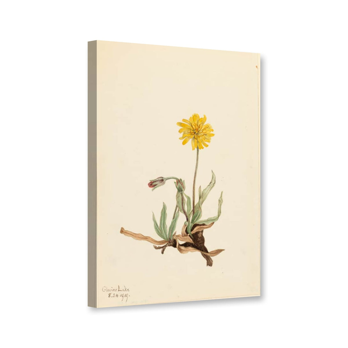 Wollige Agoseris (Agoseris villosa) von Mary Vaux Walcott als Leinwand – Perspektivansicht