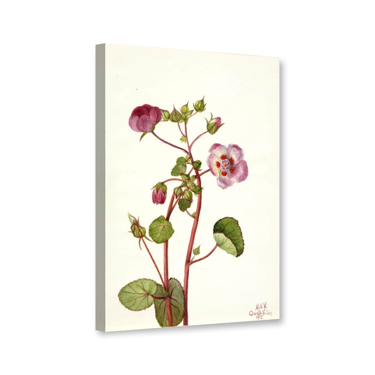 Wüstenmalve (Eremalche rotundifolia) von Mary Vaux Walcott als Leinwand – Perspektivansicht