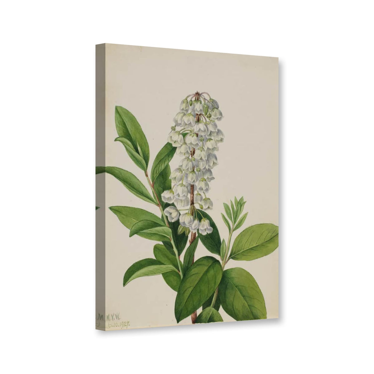 Zenobie (Zenobia cassinifolia) von Mary Vaux Walcott als Leinwand – Perspektivansicht