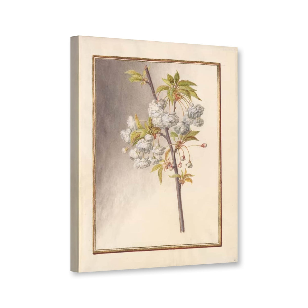 Zweig mit gefüllten weißen Kirschblüten von Madeleine Françoise Basseporte als Leinwand – Perspektivansicht