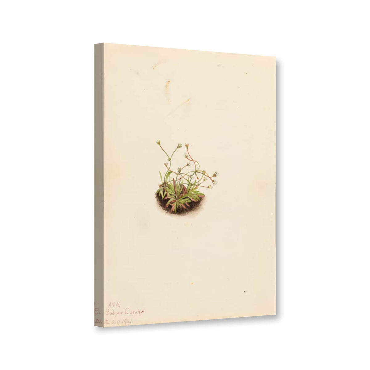 Zwerg-Mannsschild (Androsace subumbellata) von Mary Vaux Walcott als Leinwand – Perspektivansicht